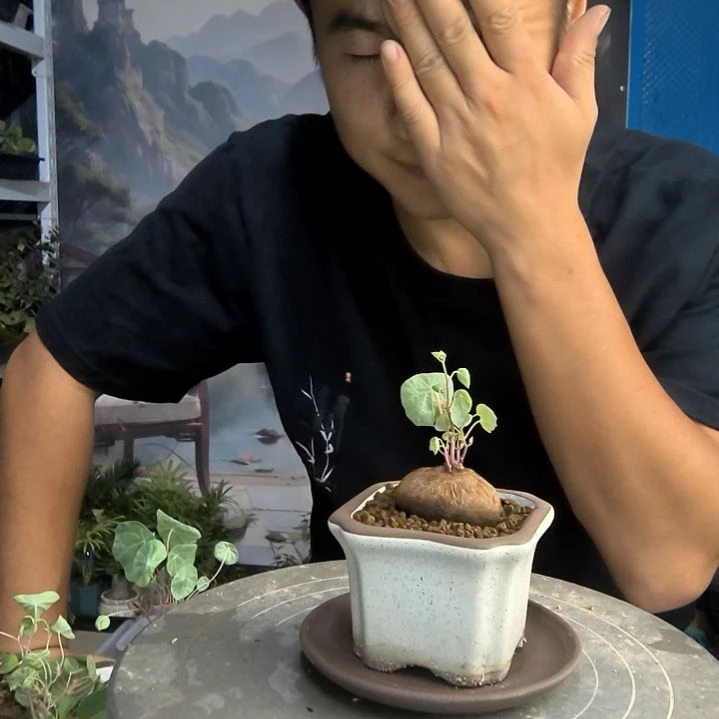 乘****s小盆景小植物一物一拍74