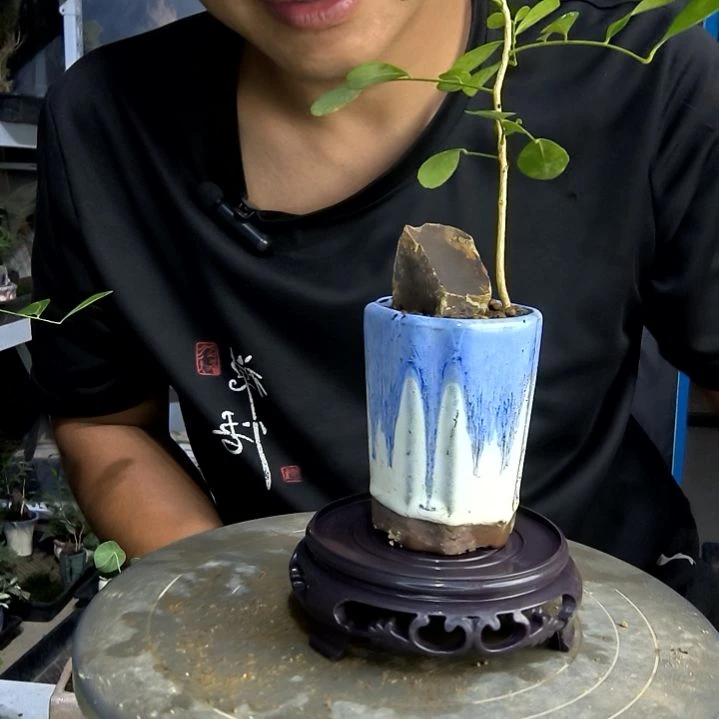 我**去小盆景小植物一物一拍229