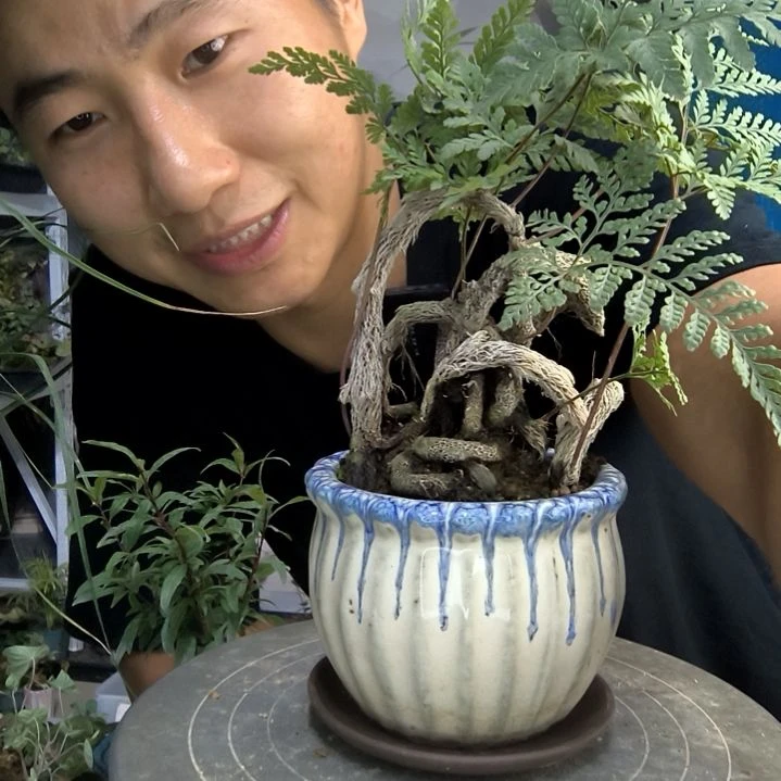 龙*槐小盆景小植物一物一拍221