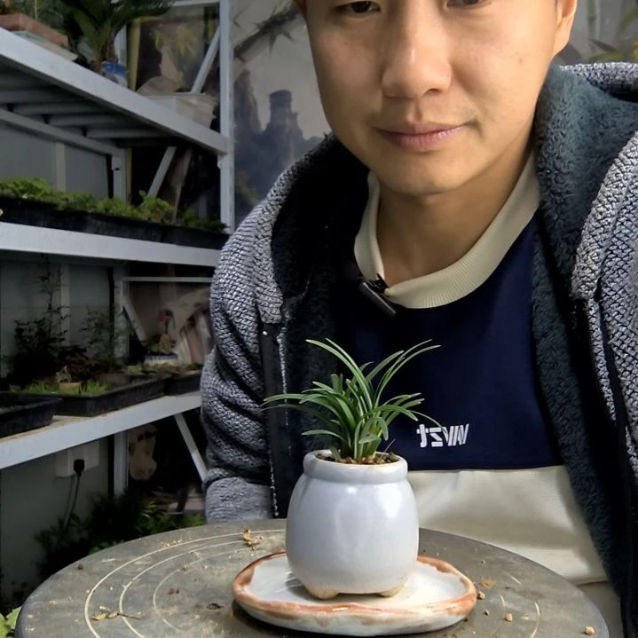 ?****生小盆景小植物一物一拍115