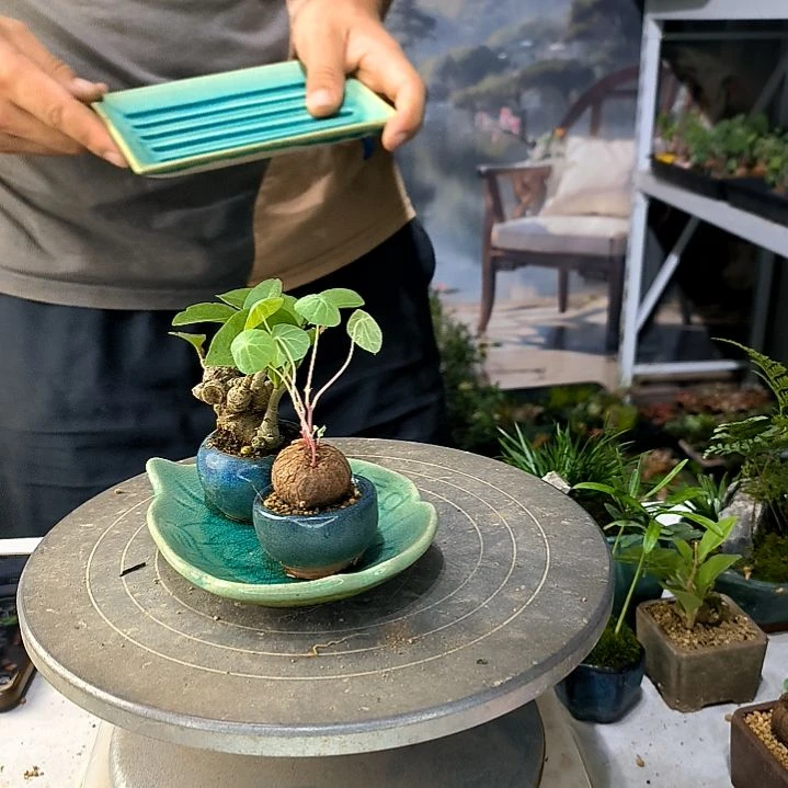 ?****）中青小植物一物一拍80