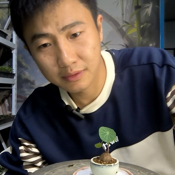 来**云小盆景小植物一物一拍112