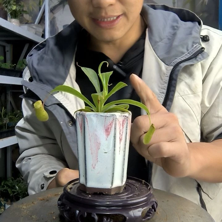 不*！小盆景小植物一物一拍193