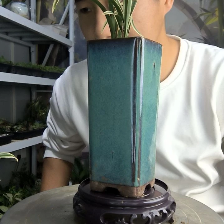 陌****归小盆景小植物一物一拍155