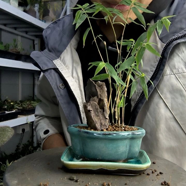 王***妈小盆景小植物一物一拍195