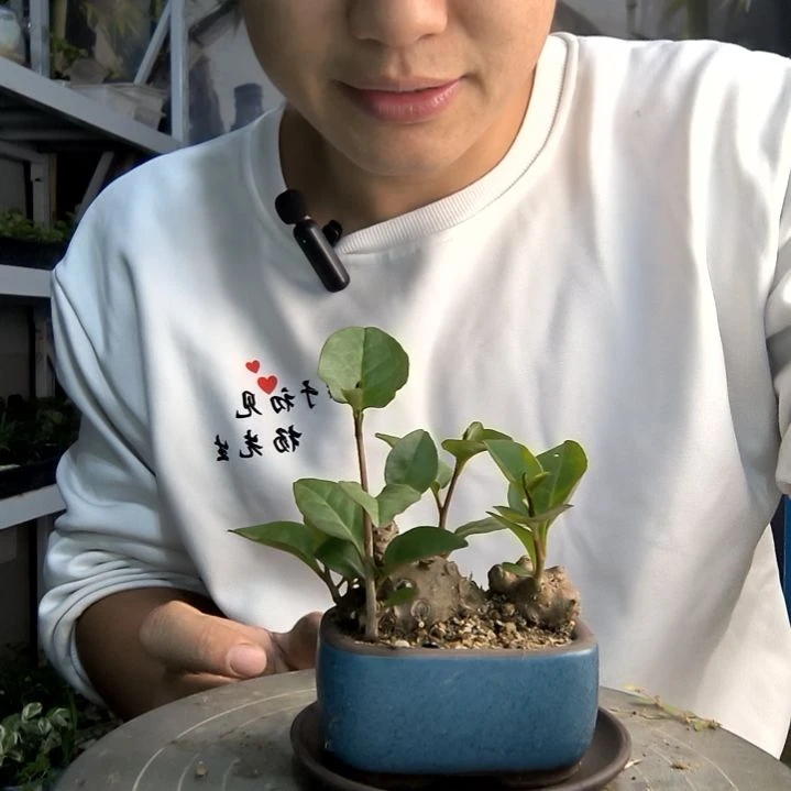 果*小盆景小植物一物一拍27