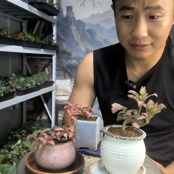 艺**坊小盆景小植物一物一拍142