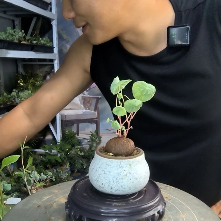 于*啵小盆景小植物一物一拍10