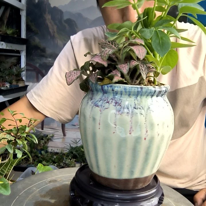 甜**?小盆景小植物一物一拍9