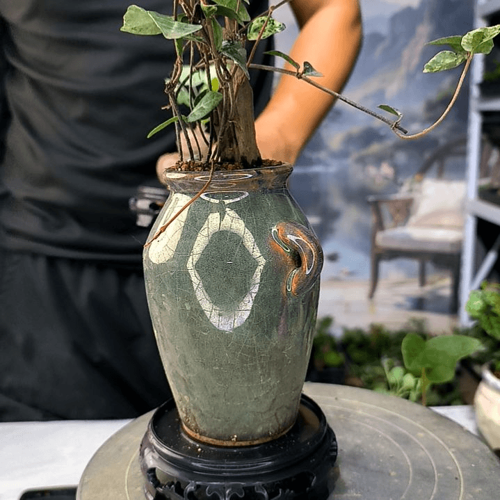 S**~小植物小盆景一物一拍129
