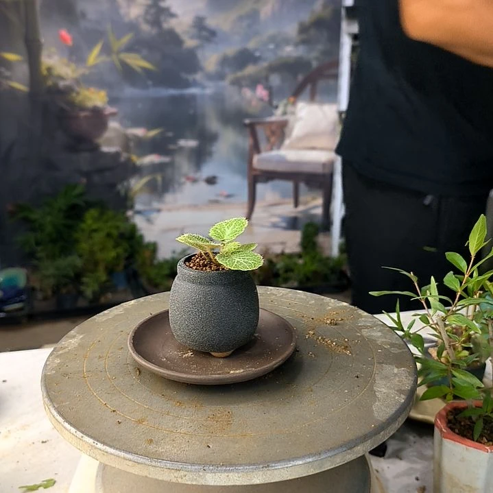 用****8中青园艺一物一拍189