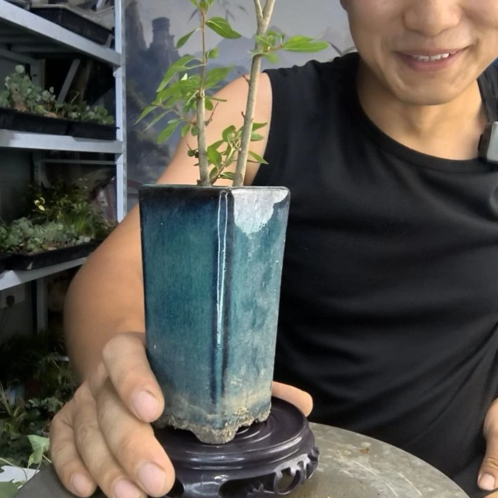 木*小盆景小植物一物一拍141