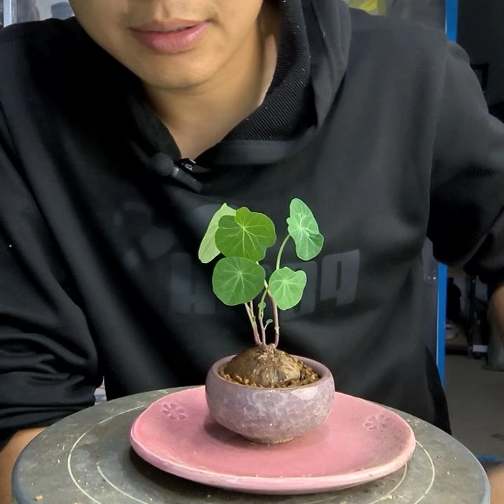 小****?小盆景小植物一物一拍275