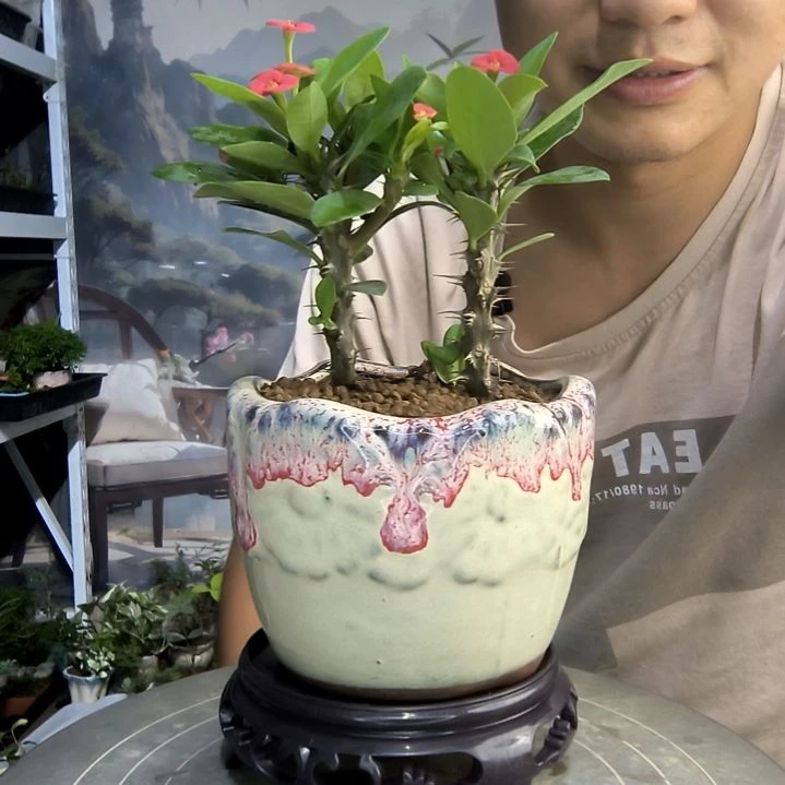 上***z小盆景小植物一物一拍201