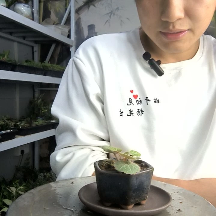 m**o小盆景小植物一物一拍83