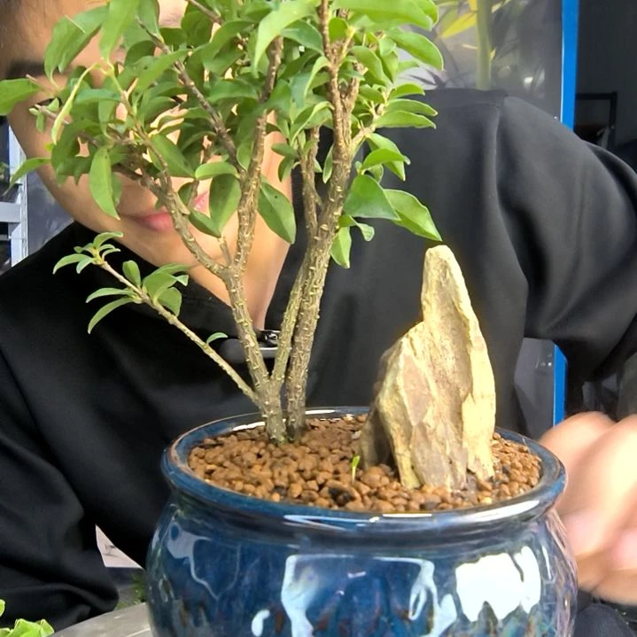 冰***娃小盆景小植物一物一拍245