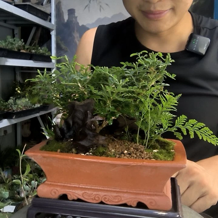 小**?小盆景小植物一物一拍85