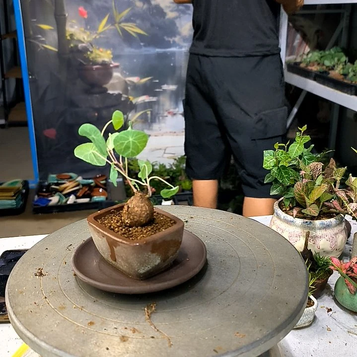 厦**风小植物小盆景一物一拍198