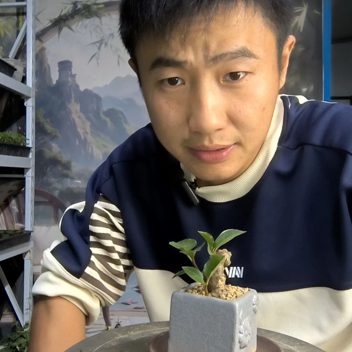 幸*草小盆景小植物一物一拍105