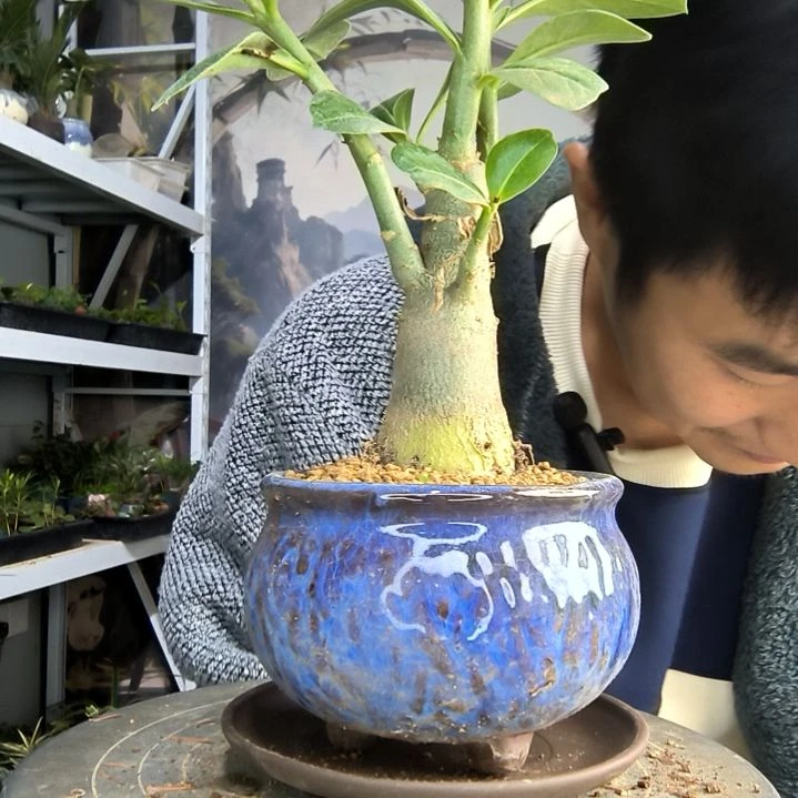 千****。小盆景小植物一物一拍117