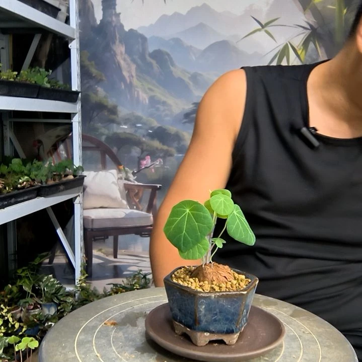 梦*.小盆景小植物一物一拍191