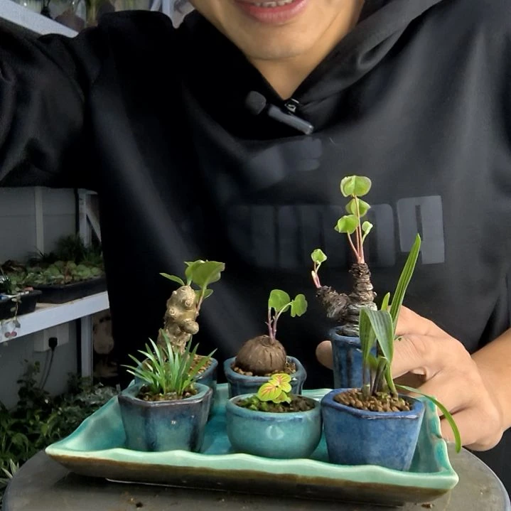 呼*小盆景小植物一物一拍89