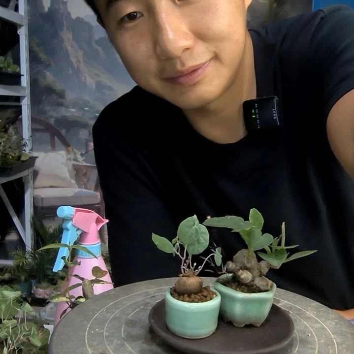 逆*小盆景小植物一物一拍33