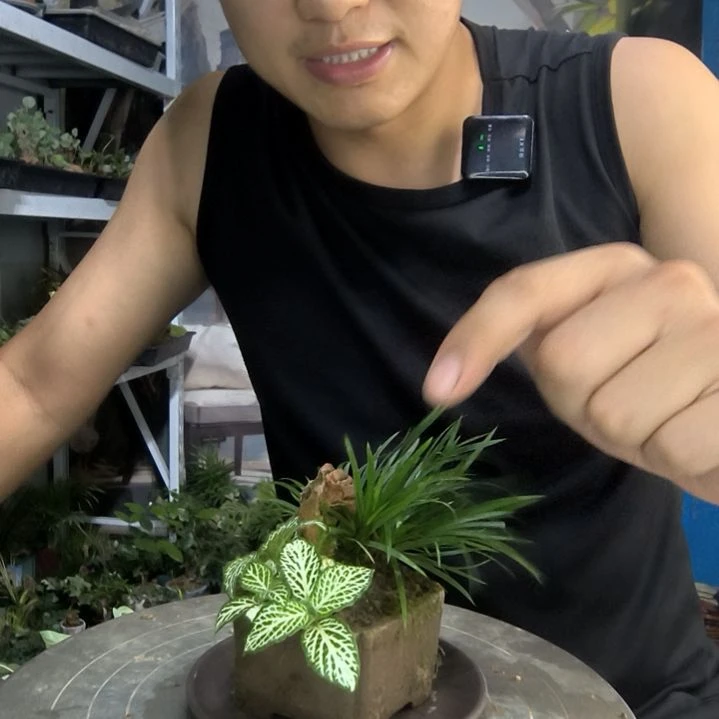 @*Y小盆景小植物一物一拍112