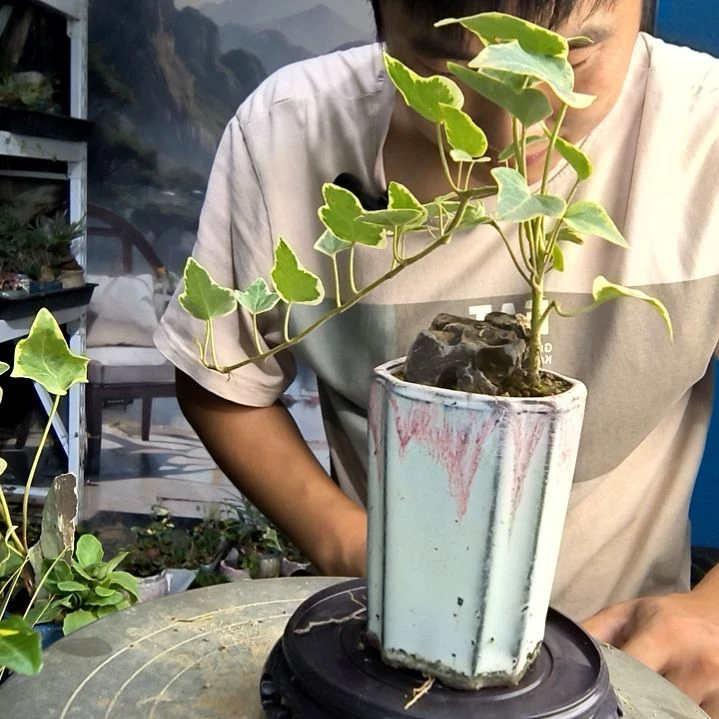 台****）小盆景小植物一物一拍222
