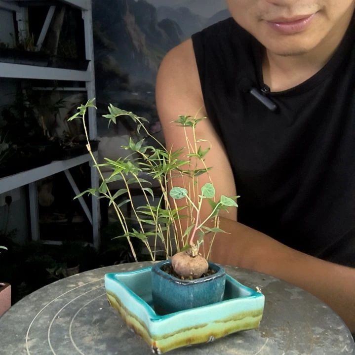 落*兰中青园艺一物一拍62