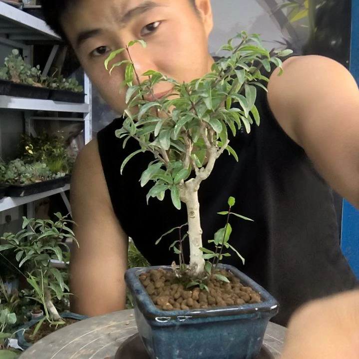 执*念小盆景小植物一物一拍40
