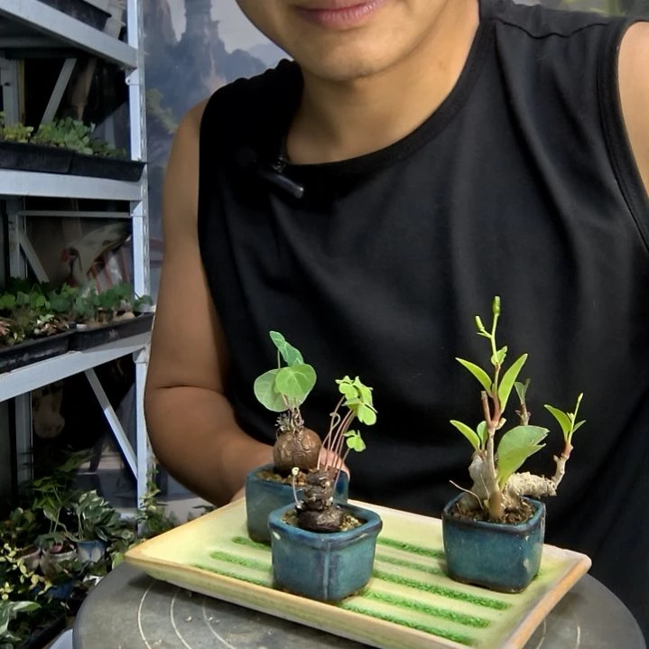 徐****宝小盆景小植物一物一拍25