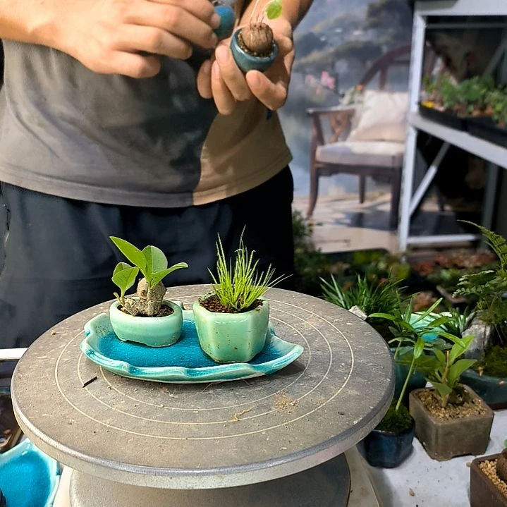 我***果中青小植物一物一拍26