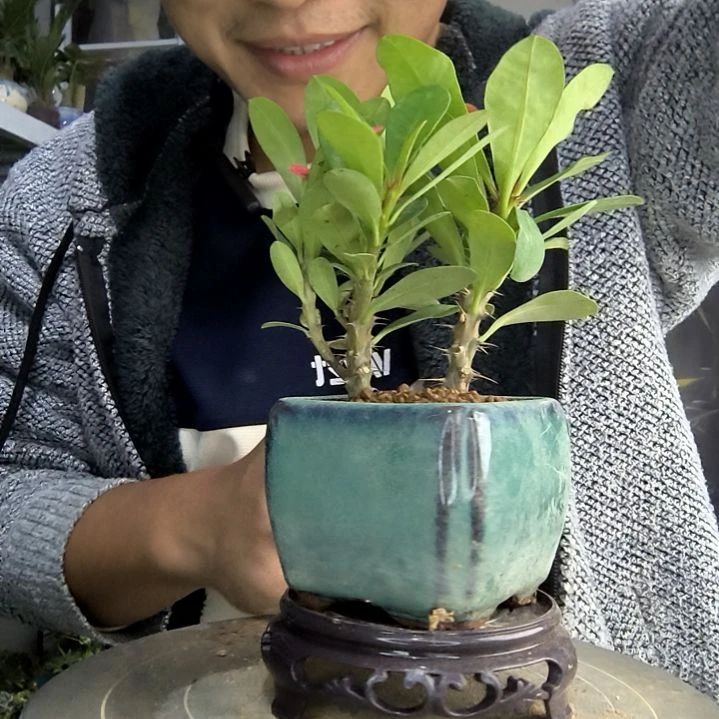 磕*家小盆景小植物一物一拍276