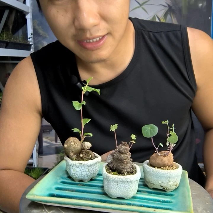 z*小盆景小植物一物一拍218