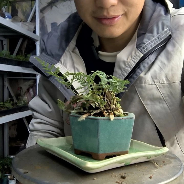 退***后小盆景小植物一物一拍215