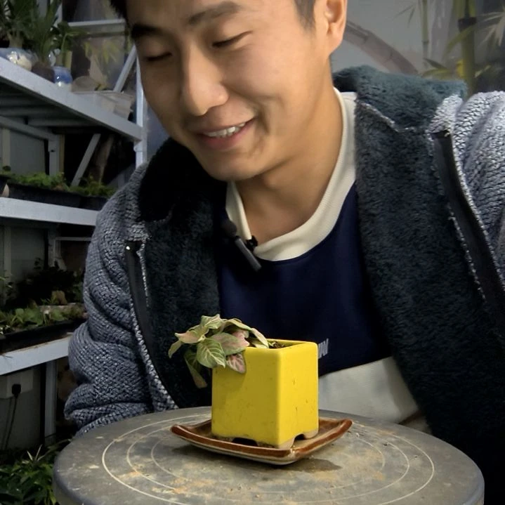 人*小盆景小植物一物一拍193