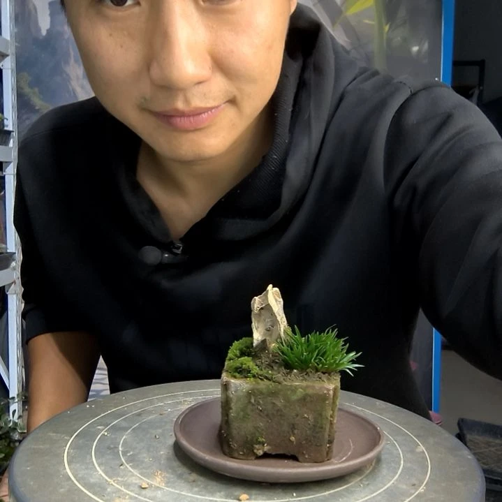 小**灼小盆景小植物一物一拍134