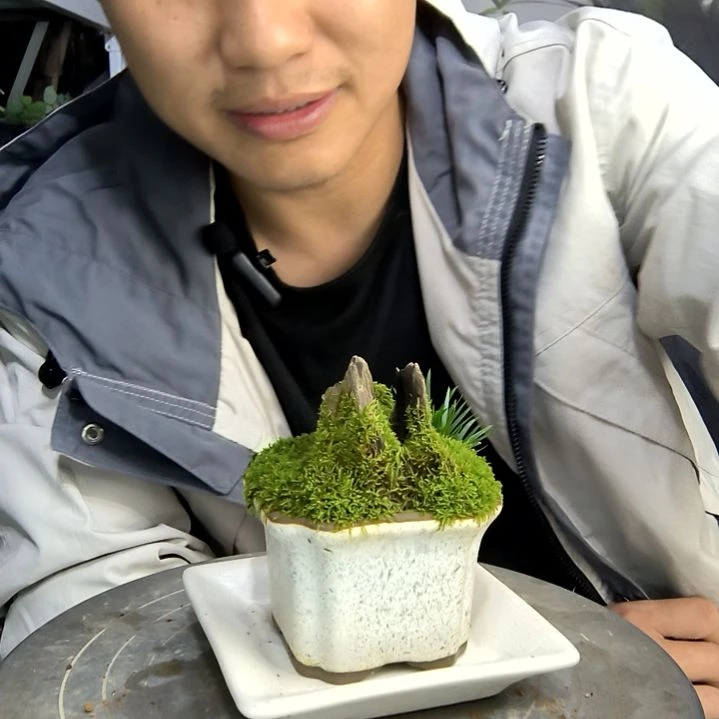 清**幻小盆景小植物一物一拍75