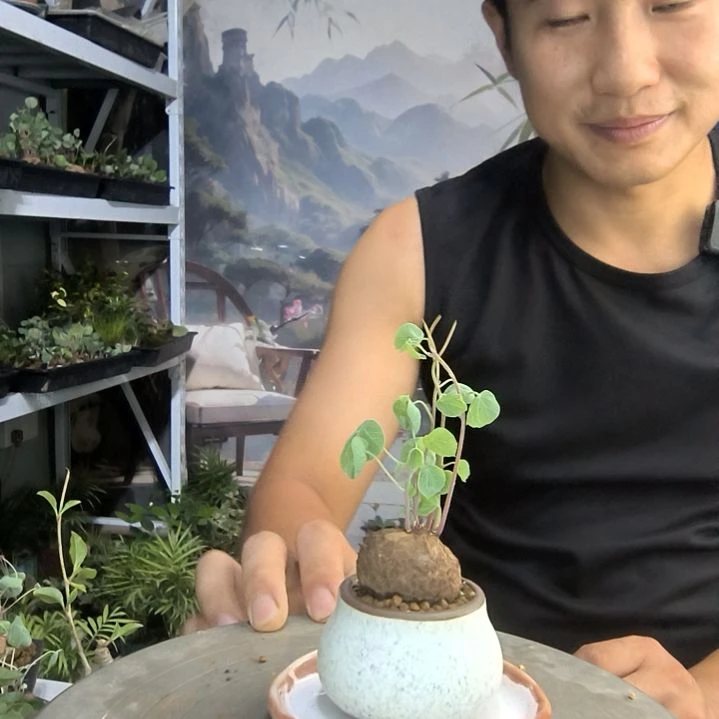 星*?小盆景小植物一物一拍205