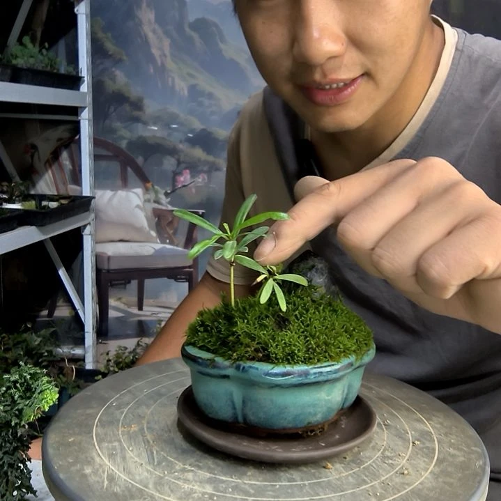 夜****星小盆景小植物一物一拍237