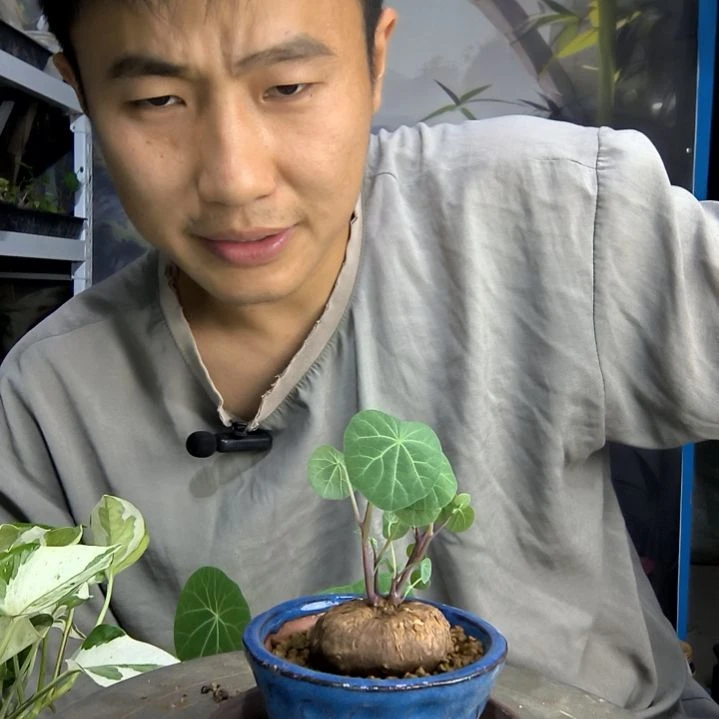 用****4小盆景小植物一物一拍146