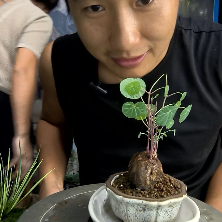 l****7小盆景小植物一物一拍222