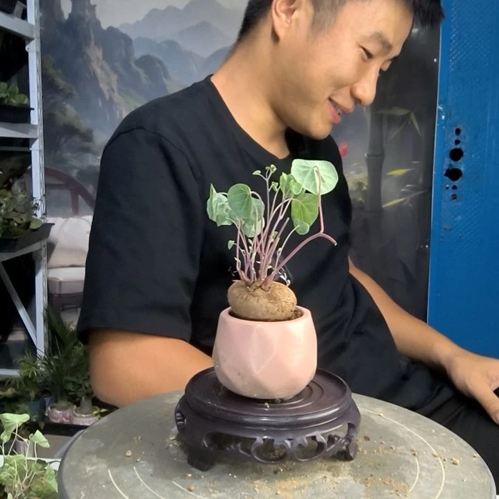 逆*小盆景小植物一物一拍69