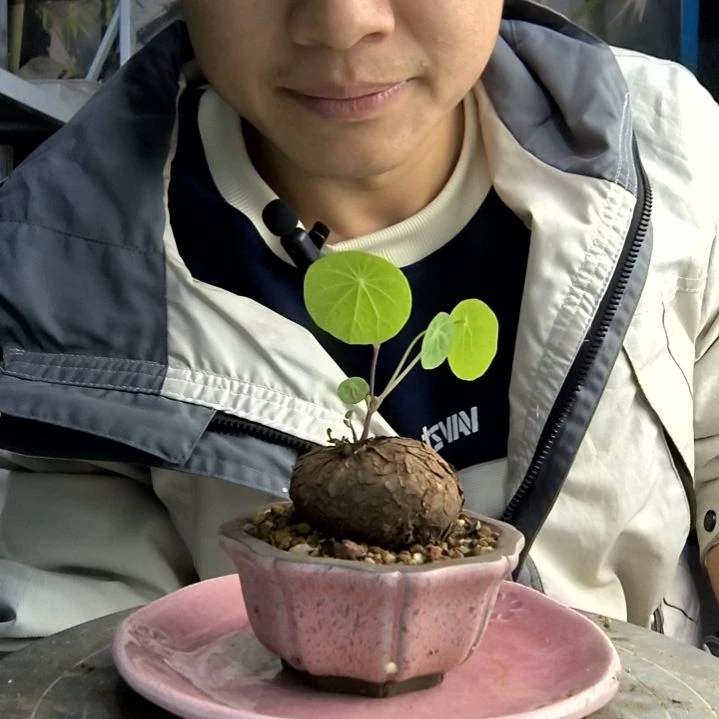 禹****馆小盆景小植物一物一拍212