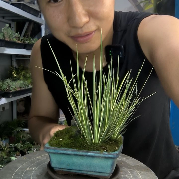 你****界小盆景小植物一物一拍212