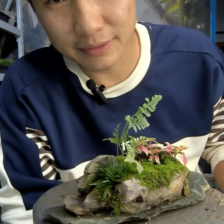 山**岫小盆景小植物一物一拍11