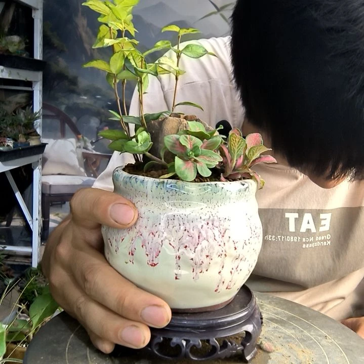 ?小盆景小植物一物一拍74