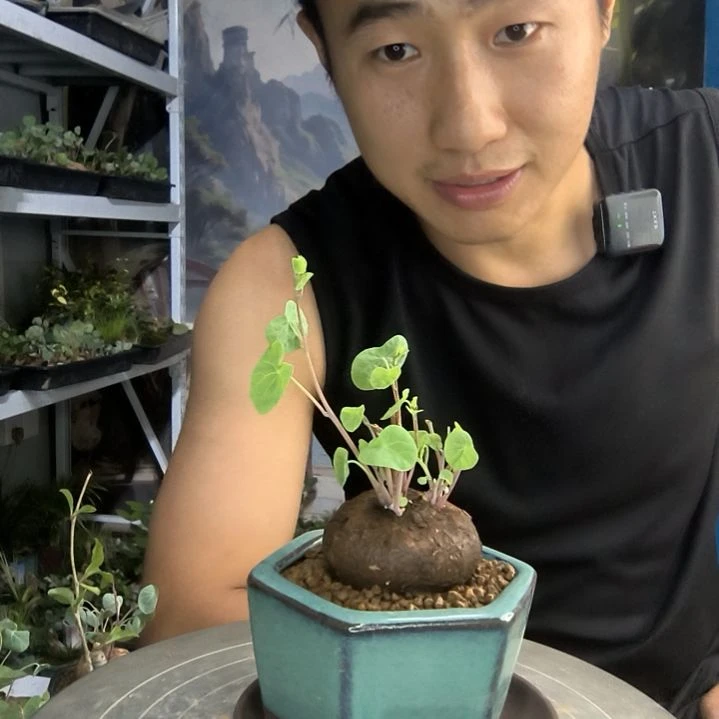 于*啵小盆景小植物一物一拍22
