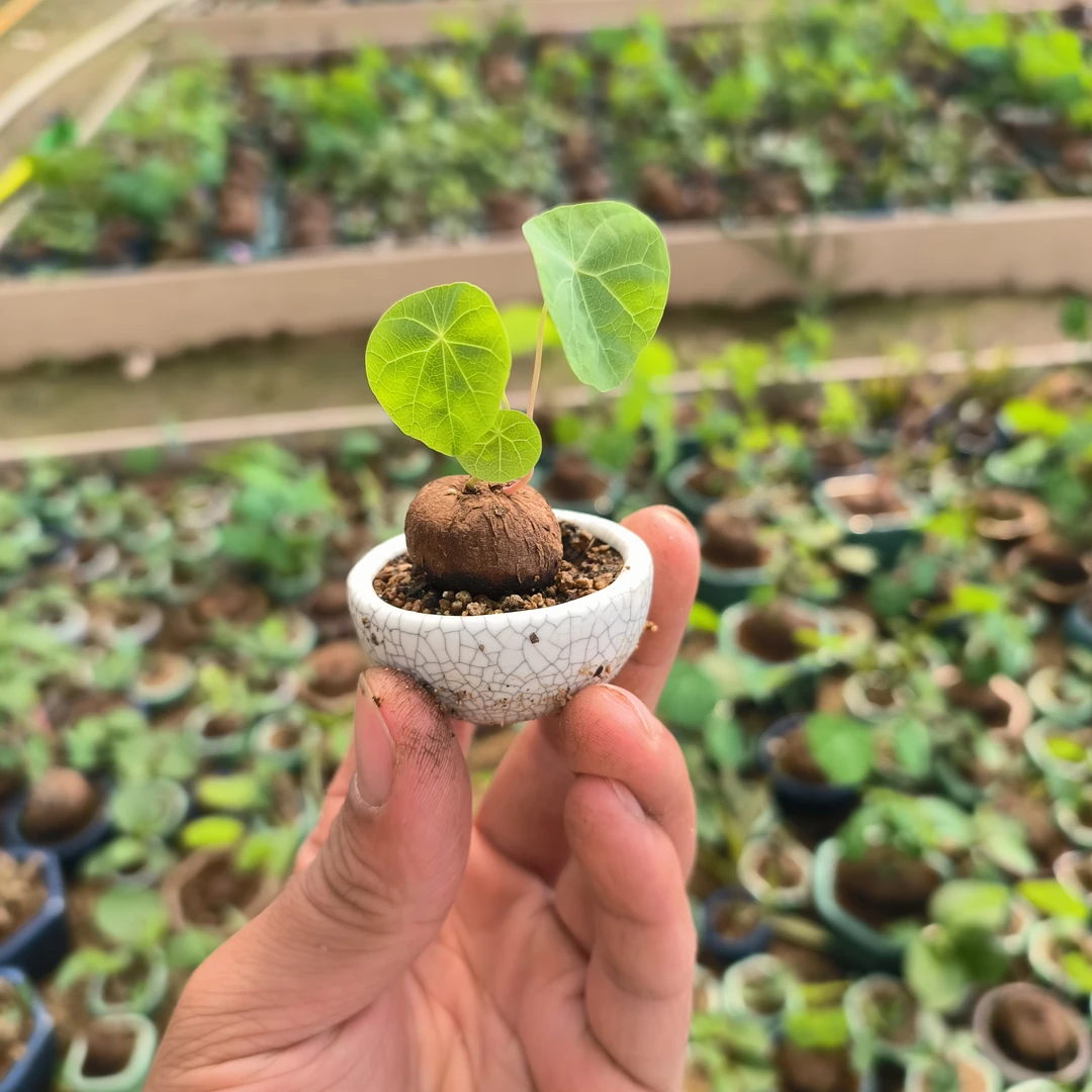 小盆景微景观小植物直播链接